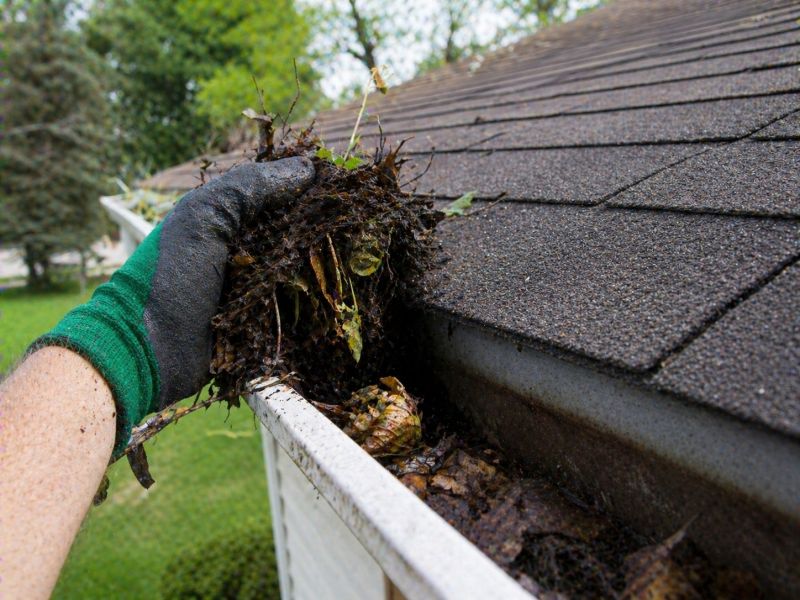 Gutter Pine Needle Removal in Longmont, CO